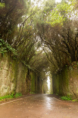 Naklejka premium Road TF-134 in Anaga Rural Park - rare ancient laurel forest - travel destination