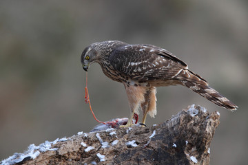 Goshawk