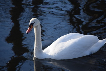 White, graceful, beautiful, the most beautiful birds on earth - the swans. Cold winter river, clean and clear water and swimming swans as a symbol of purity and beauty.