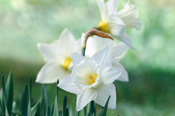 White and yellow daffodil flower outdoors in spring