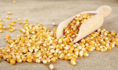 Scattered dried corn with scoop on wooden plank