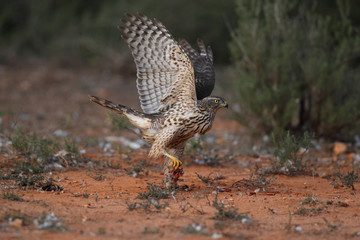 Goshawk