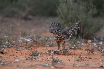 Goshawk