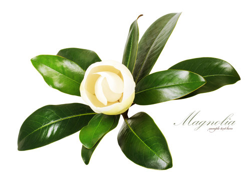 Fototapeta a beautiful white magnolia flower and leaves isolated on white
