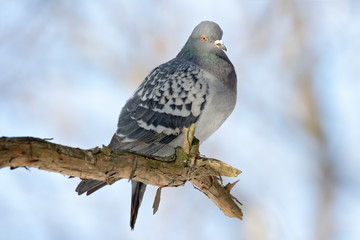 Pigeon in nature. Order: Columbiformes, Family: Columbidae