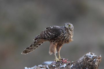 Goshawk