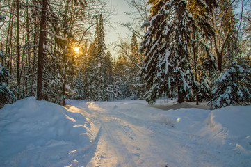 Fototapeta na wymiar sunny weather . Winter forest landscape, snow