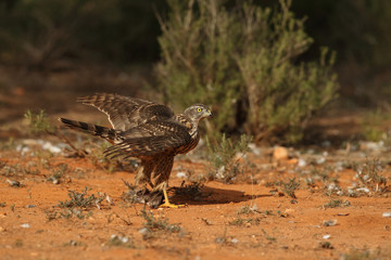 Goshawk