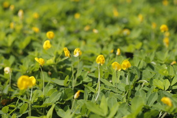Yellow flower on green grass