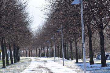 Alley in a winter city. The trees are without leaves on the ground is snow and clean blue, jangling...