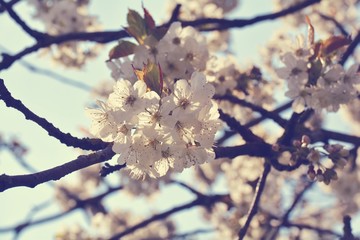Frühling - Kirschblüte