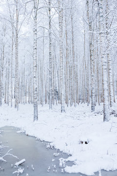 Fototapeta Birch wood forest covered in snow