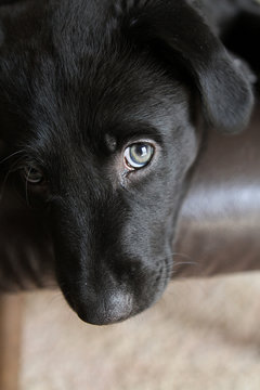 Puppy Sneaky