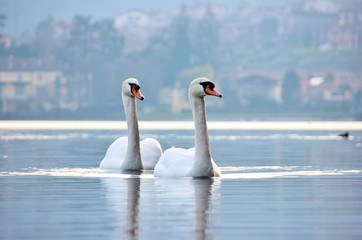 Fototapeta na wymiar Couple of swans, Iseo Lake, Italy