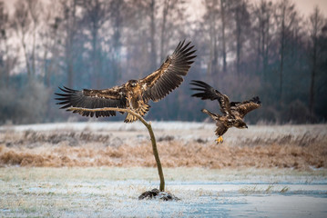 White-tailed eagle.