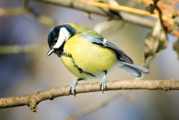 The great tit (Parus major) is a passerine bird in the tit famil