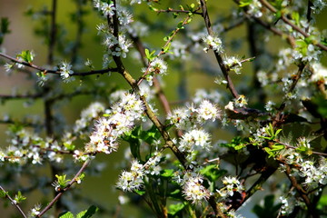 Hawthorn shrub with white blossom. White five petals flowers with big stamen.