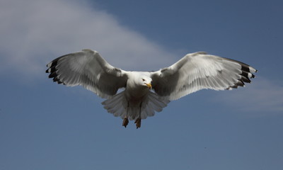 Yellow-legged gull