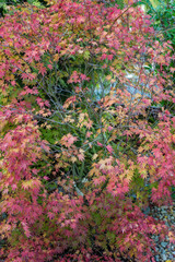 Obraz na płótnie Canvas Autumn Leaves England