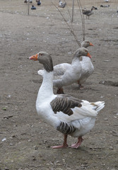 gänse in einem freilandgehege © lotharnahler