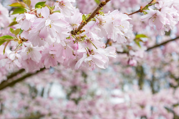 cherry blossom branches / Tree with pink cherry blossoms