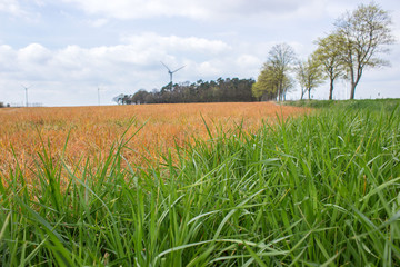 herbicide / Field in spring, which has been treated with weed killers