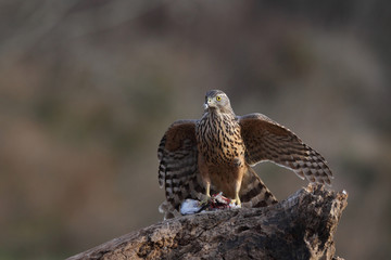 goshawk