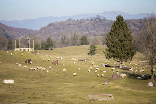 Gregge di pecore e montagne sullo sfondo