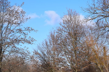 Winter, lost all the leaves of the trees, basking in the cool winter sun under a clear, ringing like a crystal, blue sky.