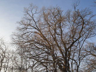 trees in winter

