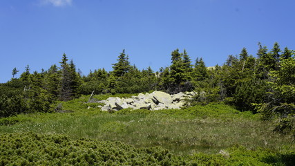 Las - skały © Szymon