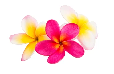Deurstickers frangipani flower isolated © ksena32
