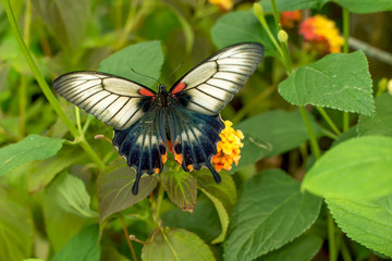 Pachliopta leytensis