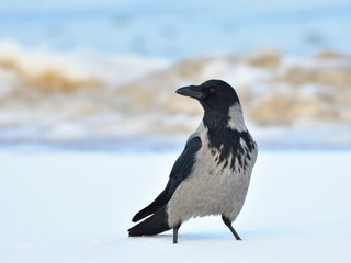 The hooded crow (Corvus cornix, hoodie) on snow