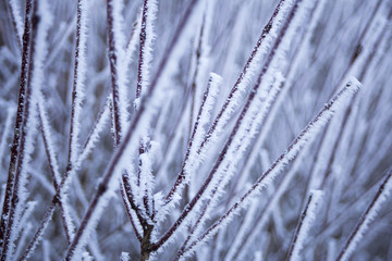 Winter in Turopolje, Croatia