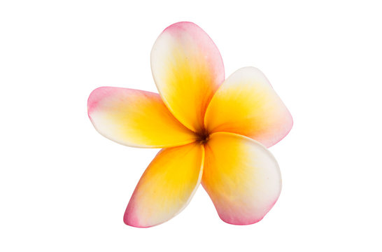 frangipani flower isolated