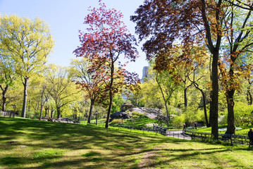 spring landscape in the Central park, New York, USA