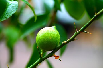 Green lime on branch. Schallow focus background.