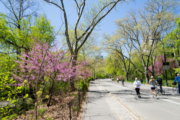 Fototapeta premium spring landscape in the Central park, New York, USA