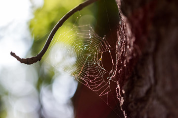 spiders web