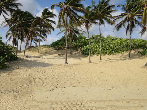spiaggia dune e palme paesaggio caraibico