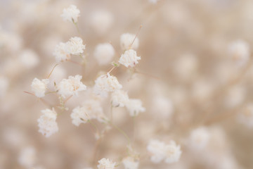 Burred flower background