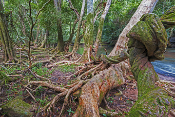 Jungle of Khao Yai National Park