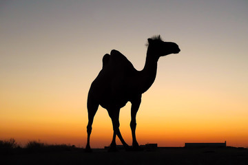 Silhouette camel at sunset, Baikonur, Kazakhstan