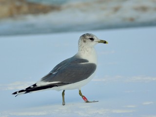 The common gull (Larus canus) walking on snow