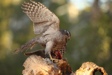 Goshawk