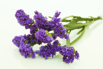 blue purple statice isolated on white background