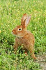 Beautiful red rabbit on grass