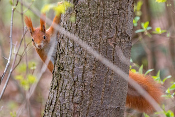 Eichhörnchen