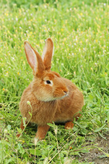 Beautiful red rabbit on grass